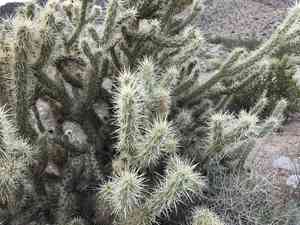Wiggins' cholla(Cylindropuntia echinocarpa)