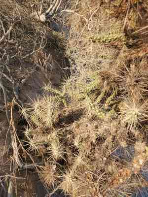 Wiggins' cholla(Cylindropuntia echinocarpa)