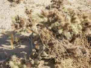 Wiggins' cholla(Cylindropuntia echinocarpa)