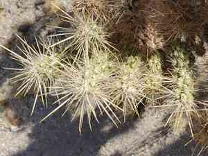 Wiggins' cholla(Cylindropuntia echinocarpa)