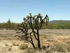 Jumping cholla(Cylindropuntia fulgida)