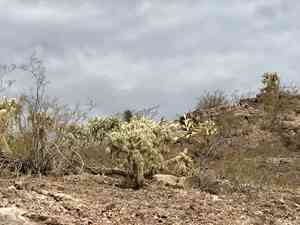 Jumping cholla(Cylindropuntia fulgida)
