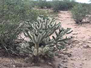Jumping cholla(Cylindropuntia fulgida)