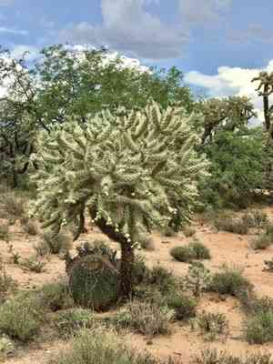 Jumping cholla(Cylindropuntia fulgida)