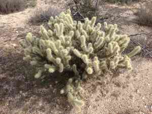 Gander's buckhorn cholla(Cylindropuntia ganderi)