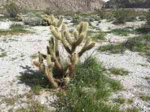 Gander's buckhorn cholla(Cylindropuntia ganderi)