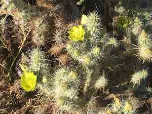 Gander's buckhorn cholla(Cylindropuntia ganderi)