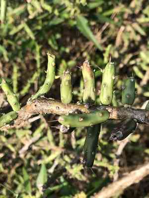 Desert christmas cactus(Cylindropuntia leptocaulis)