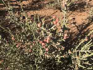 Desert christmas cactus(Cylindropuntia leptocaulis)