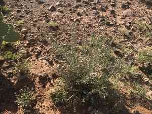 Desert christmas cactus(Cylindropuntia leptocaulis)