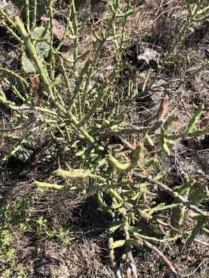Desert christmas cactus(Cylindropuntia leptocaulis)