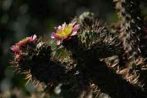 Coastal cholla(Cylindropuntia prolifera)