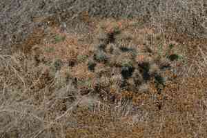 Coastal cholla(Cylindropuntia prolifera)