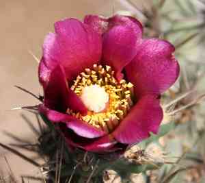 Coastal cholla(Cylindropuntia prolifera)