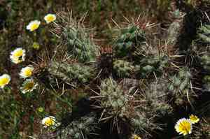 Coastal cholla(Cylindropuntia prolifera)