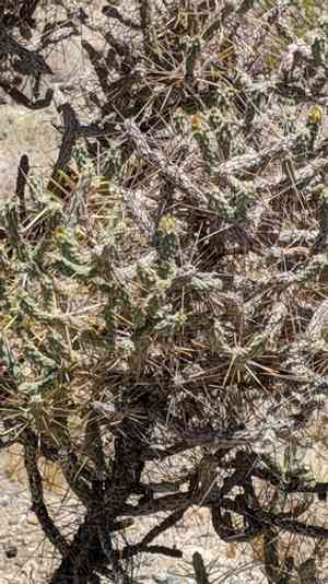 Pencil cholla(Cylindropuntia ramosissima)