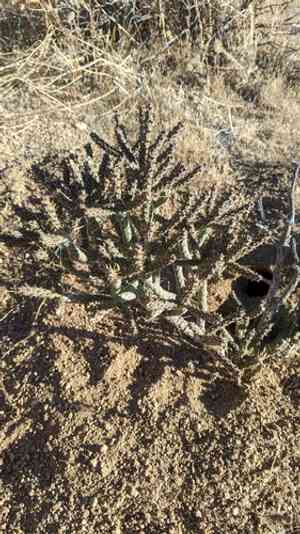 Pencil cholla(Cylindropuntia ramosissima)