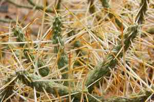 Pencil cholla(Cylindropuntia ramosissima)