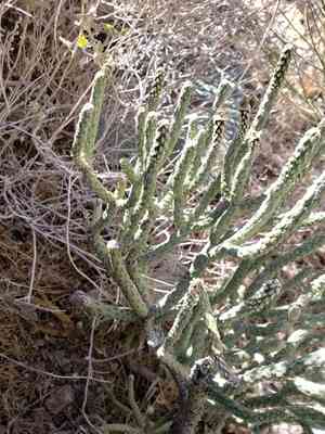 Pencil cholla(Cylindropuntia ramosissima)