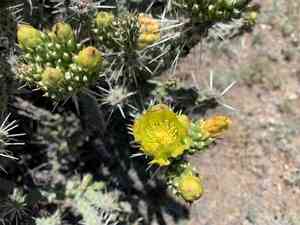 Whipple cholla(Cylindropuntia whipplei)