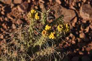 Whipple cholla(Cylindropuntia whipplei)