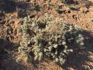 Whipple cholla(Cylindropuntia whipplei)