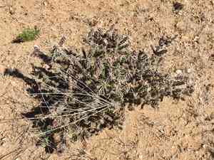 Whipple cholla(Cylindropuntia whipplei)