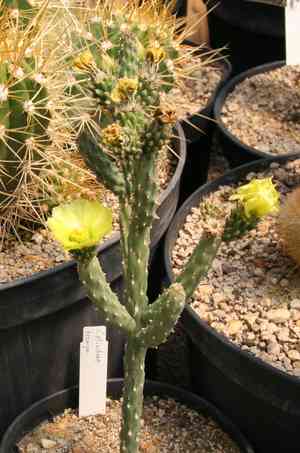 Chollas (Cylindropuntia)(Cylindropuntia)