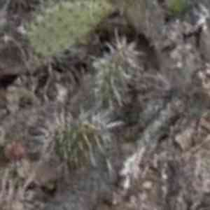 Chollas (Cylindropuntia)(Cylindropuntia)