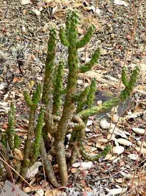 Chollas (Cylindropuntia)(Cylindropuntia)