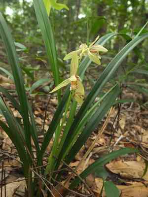 Golden-thread orchid(Cymbidium ensifolium)