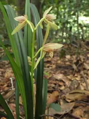 Golden-thread orchid(Cymbidium ensifolium)