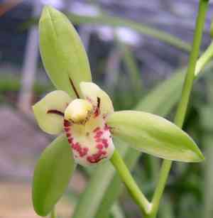 Golden-thread orchid(Cymbidium ensifolium)