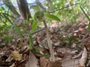 Noble orchid(Cymbidium goeringii)