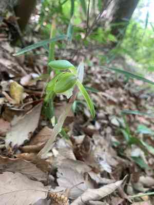 Noble orchid(Cymbidium goeringii)