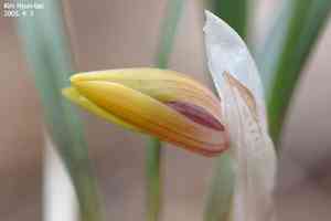 Noble orchid(Cymbidium goeringii)