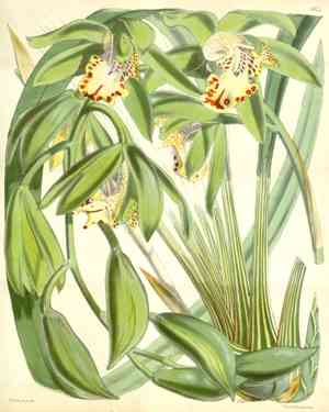 Hooker's cymbidium(Cymbidium hookerianum)