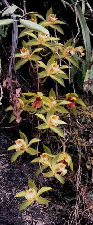Hooker's cymbidium(Cymbidium hookerianum)