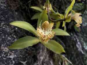Hooker's cymbidium(Cymbidium hookerianum)