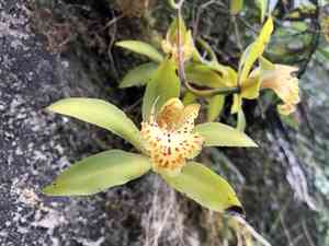 Hooker's cymbidium(Cymbidium hookerianum)
