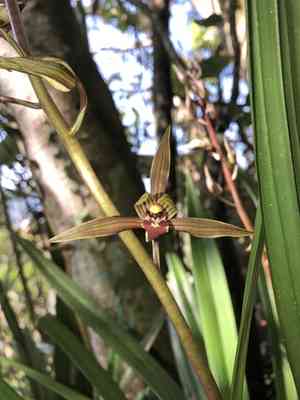 Chinese cymbidium(Cymbidium sinense)