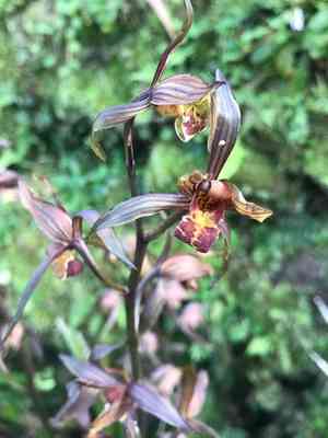 Chinese cymbidium(Cymbidium sinense)