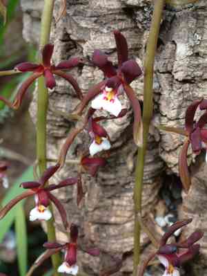 Boat orchid (Cymbidium)(Cymbidium)