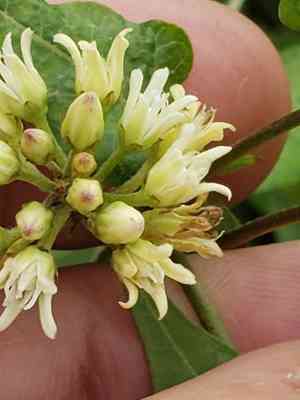 Honeyvine(Cynanchum laeve)