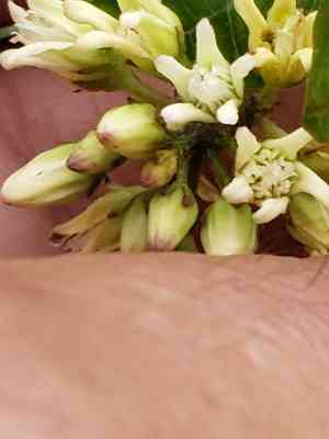 Honeyvine(Cynanchum laeve)