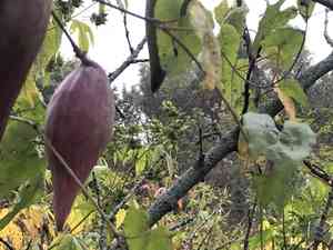 Honeyvine(Cynanchum laeve)