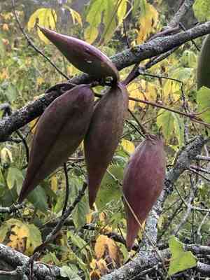 Honeyvine(Cynanchum laeve)