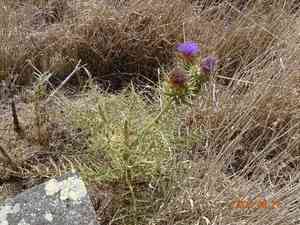 Cardoon(Cynara cardunculus)