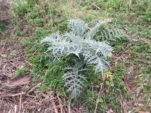 Cardoon(Cynara cardunculus)