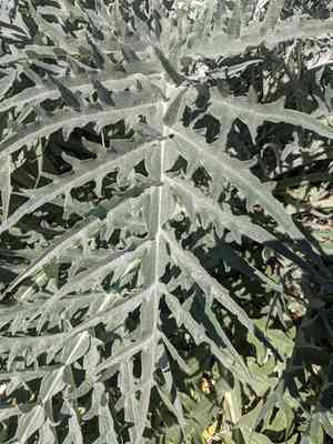 Cardoon(Cynara cardunculus)